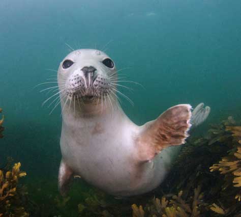 Seal